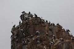 1176-Isole Ballestas,19 luglio 2013